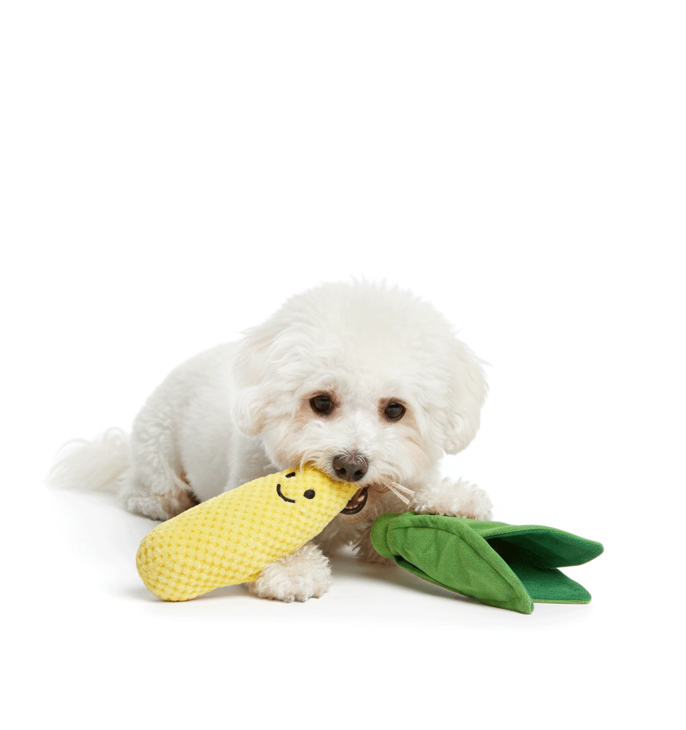Mr Corn