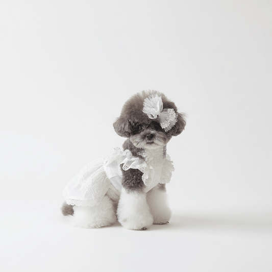 Cotton Organza Lace