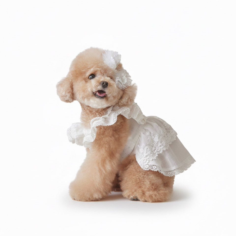Cotton Organza Lace