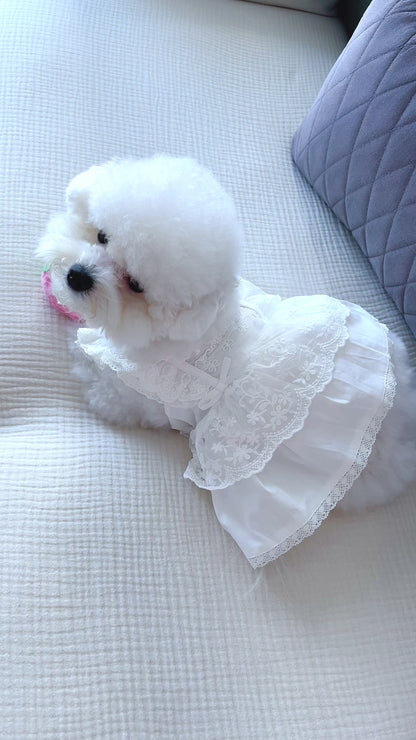 Cotton Organza Lace